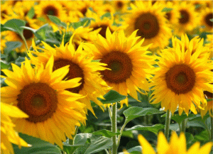 Sonnenblume